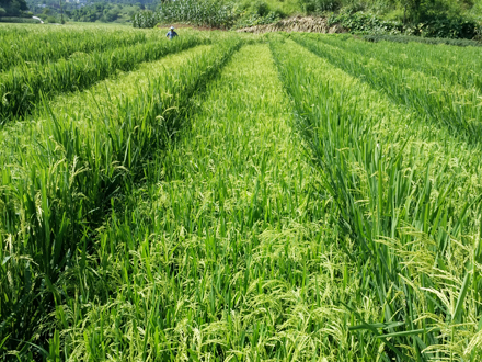 什么是再生稻？再生稻品种、水肥管理、病虫害