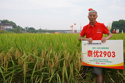 泰优2903   四川省稻香杯一等奖